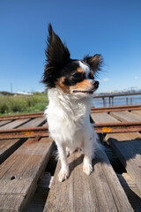 chihuahua on a fisherman's pontoon