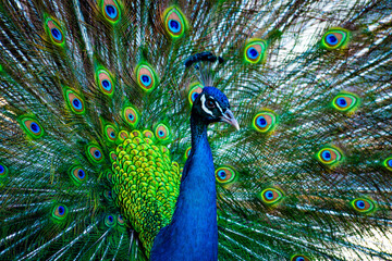 Fototapeta premium close up of peacock