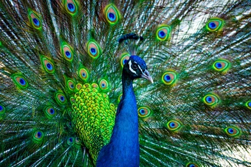 Fotobehang close up of peacock © Taylor