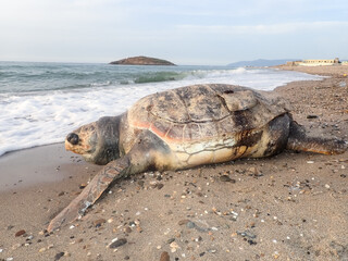 The effects of pollution on animals, the dead of marine animals due to environmental pollution of ocean and sea waters, the death of sea turtle due to pollution of the ocean and sea, turtle on beach