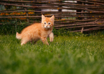 Naklejka na ściany i meble One beautiful ginger maine coon kittens walking on the glass and looking on summer sunny weather background. Fun