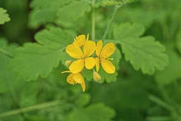 yellow small flowers celandine on a green plant with leaves in nature