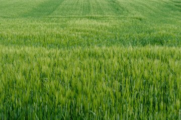 Outdoor sunny landscape view over grass, rice, meadow and agricultural field. Natural greenery green background. Growth rice grain field.