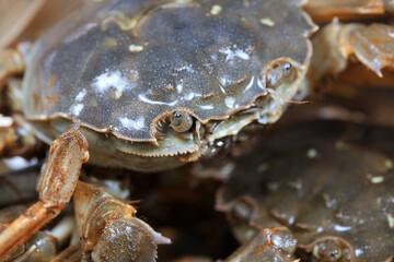 A close-up of fresh river crabs