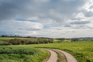 Green field with agriculture meadow and wildflowers in peaceful garden.