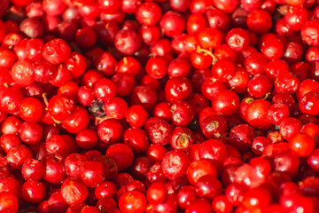A lot of red ripe lingonberries for jam