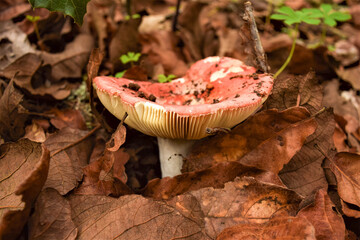 Pink fungus among the leaf litter of the Cacoma forest, Jalisco, Mexico
