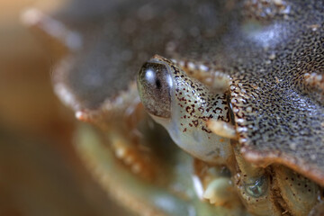 Compound eyes of river crab, macro photos