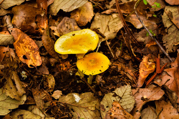 Brown yellow fungi on the forest floor of Cacoma, Mexico