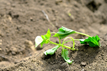 サツマイモの美味しい苗