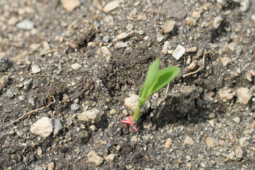 上から見た種から出るトウモロコシ