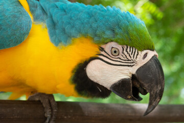 Guacamaya azul con amarillo.