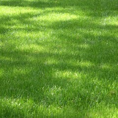 Fototapeta na wymiar Backyard Garden Park Shady Fresh Lawn Green Background Or Texture. Focus Selective.