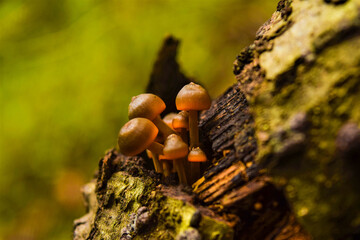 Brown dendritivorous fungi in a fissure in the log of the cacoma forest