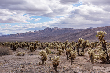 Joshua Tree National Park, CA, USA - December 30, 2012: Plenty of Cholla cacti up front with brown mountain range on horizon under thick gray cloudscape with blue patches.