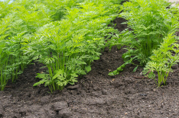 Community kitchen garden. Raised garden beds with plants in vegetable community garden. Fresh carrots. Seedling