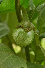 Close-up view of the green eggplant