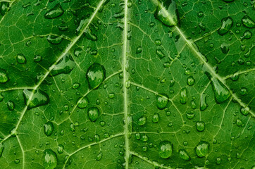 Background of the raindrops on green leaf 