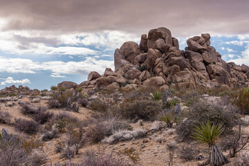 Joshua Tree National Park, CA, USA - December 30, 2012: Closeup of stack of brown boulders with dry and green cacti vegetation up front under brown rainy cloudscape. 