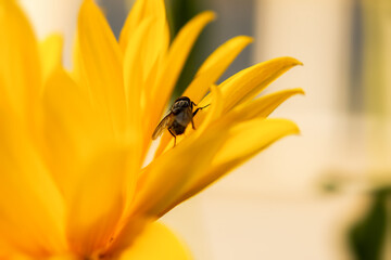Fly yellow flower macro. A small black fly sits backwards on a yellow petal. Close-up shots of insects. A moment of wild nature, a horizontal summer composition in warm shades. Low depth of field.