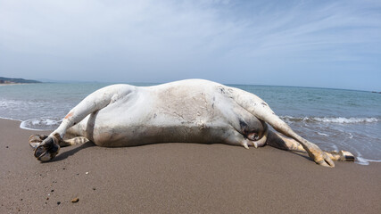 Obraz premium Wild animals drowned in the sea, a dead cow on the sandy beach, a cow killed on the Mediterranean coast, Jijel, Algeria, North Africa