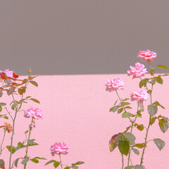 Pink roses garden minimal wallpaper. Bloom flowers spring summer concept