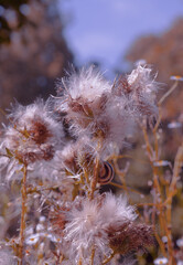 Wild wildflowers wallpaper. Details. Bio eco life nature concept