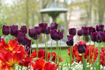 Obraz premium Zagreb city park panorama with red and purple tulips