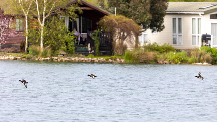 holiday homes near a lake.