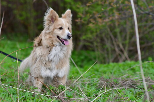 Border Collie 