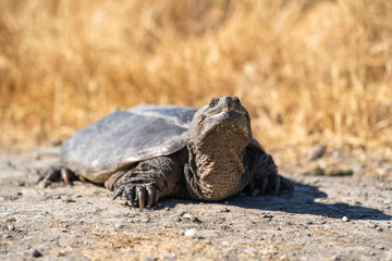 Common Snapping Turtle resting on land. Wildlife photography.