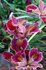 Iris purdyi flowers range from creamy yellow to white or to a patina of lavender. © LifeisticAC