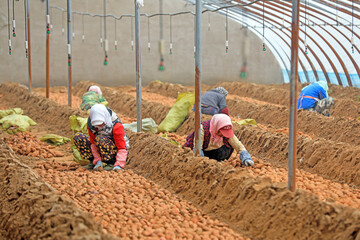 Farmers put sweet potato seedbeds in the greenhouse