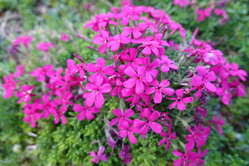 Saponaria (Soapwort) - a large genus of wildflowers native to the Old World (Europe) and Asia with flowers in shades of pink and white.