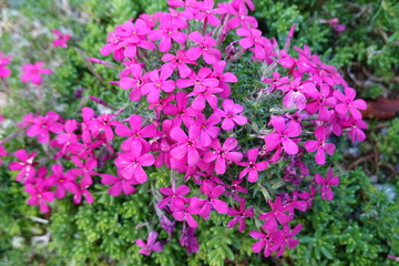 Fototapeta premium Rock Soapwort is a vigorous, low creeping plant, useful for spilling down sunny slopes or over rock walls.