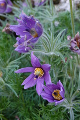 Ranunculaceae, commonly known as the buttercup or crowfoot family, has a global distribution with about 60 genera and 1,700 species.