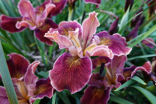 Purdy's iris. It is found in the forests of California and into southern Oregon.