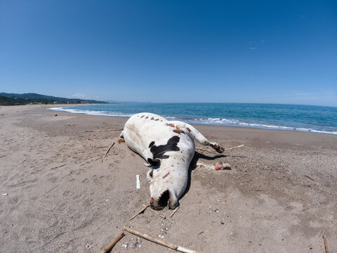 The suffering of animals, a dead cow that was washed away by the river to the sandy beach, the suffering of wild animals from floods, the problem of the rivers eroding animals, animal suffering.