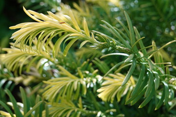 Close-up Japanese Yew (Taxus cuspidata) foliage.