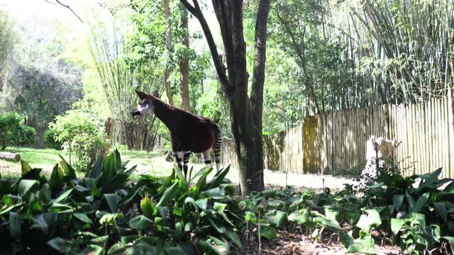 Peaceful okapi eating leaves from a tree on sunny day