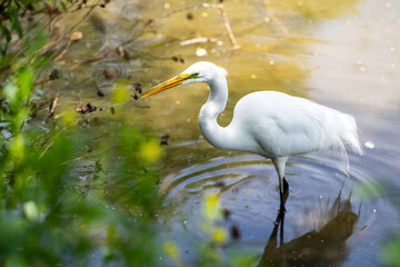 Fototapeta premium Great Egret (Ardea alba) stands in shallow water waiting for a prey. 