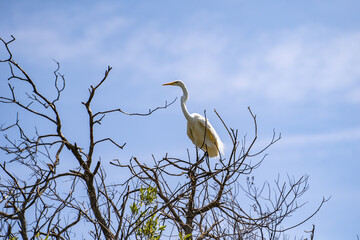 Great Egret (Ardea alba) sits on the branch on the background of blue sky.