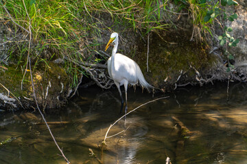 Great Egret (Ardea alba) holds a crayfish in its beak. 