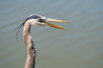 Close up of Great blue heron with open mouth.  
