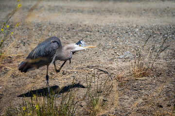 Great Blue Heron scratching his itch.