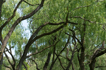 willow tree branches and trunks twist and turn towards the sky