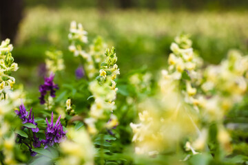 Yellow flowers Sprin messenger Hollow-root, Corydalis Lutea, blooms in spring