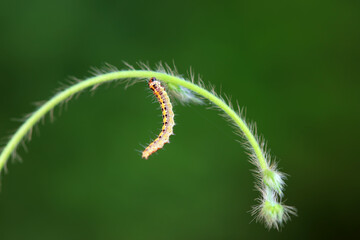 A Lepidoptera larva in nature, North China