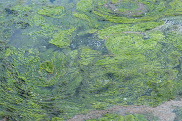 foul odours emerge from a pool of stagnant water near a river, with algae growing in abundance - or swirls of grungy organic aquatic matter on the surface of water 