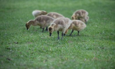 goslings scavenging for food (grass) by a river - cloudy weather - minimal post-processing - neutral 